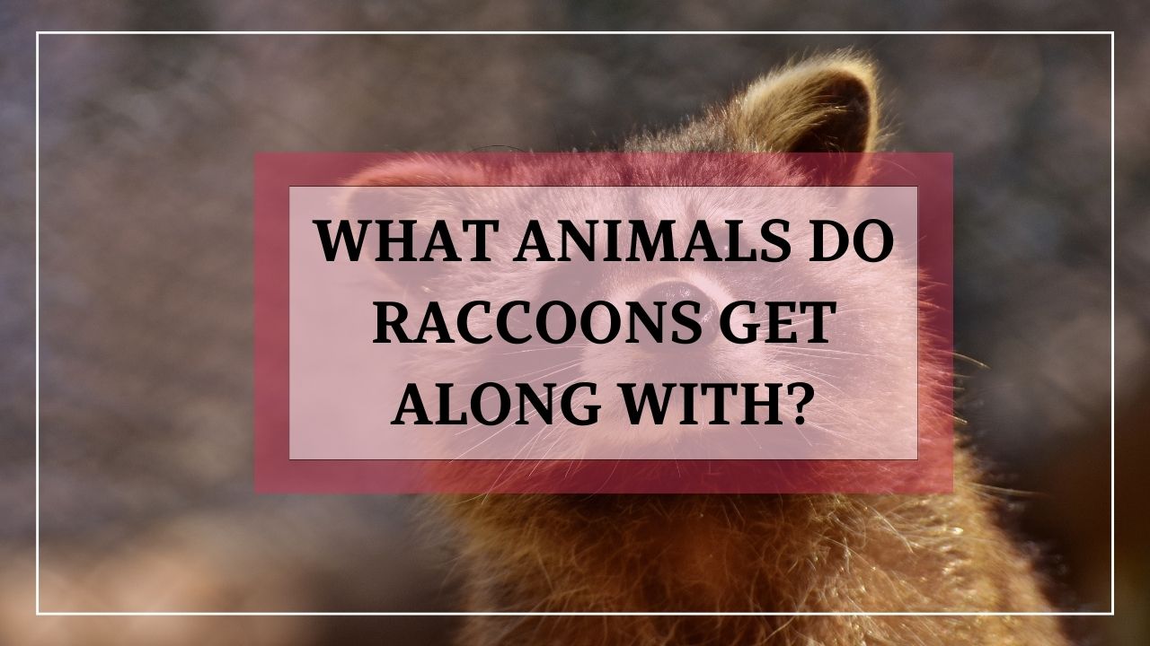 What Animals Do Raccoons Get Along With - Animalsman