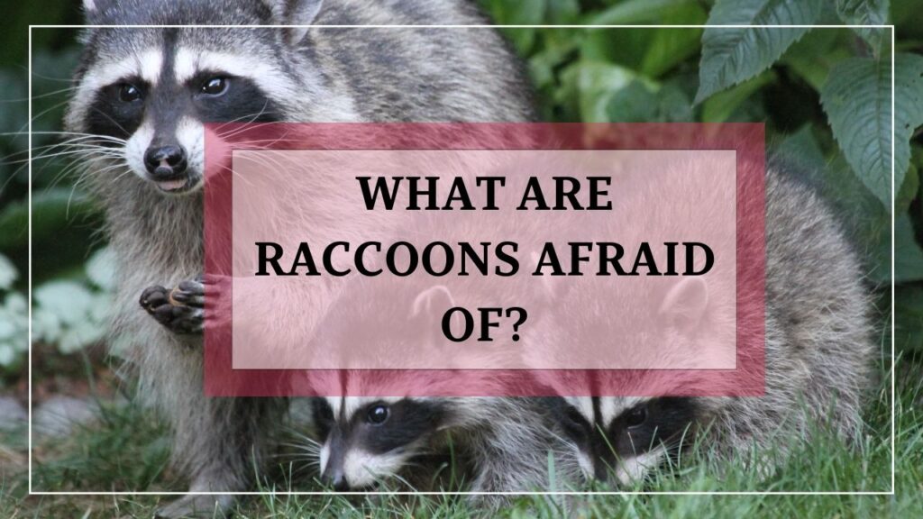 What Are Raccoons Afraid Of? featured image