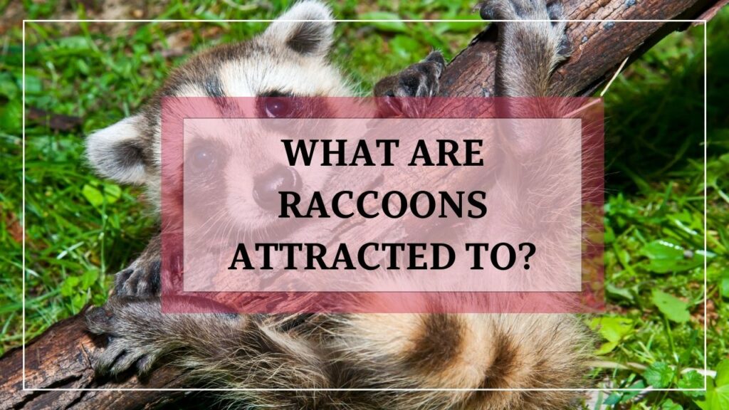 What Are Raccoons Attracted To? featured image