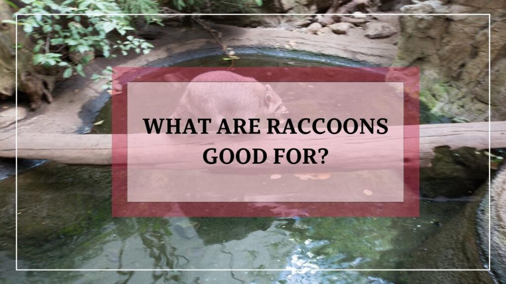 What Are Raccoons Good For? featured image