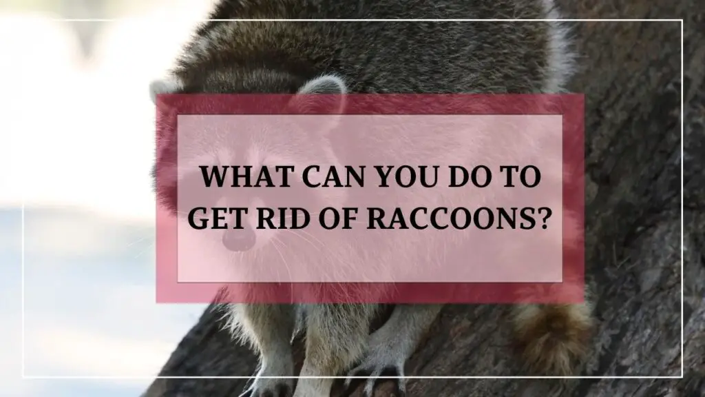 What Can You Do To Get Rid Of Raccoons? featured image