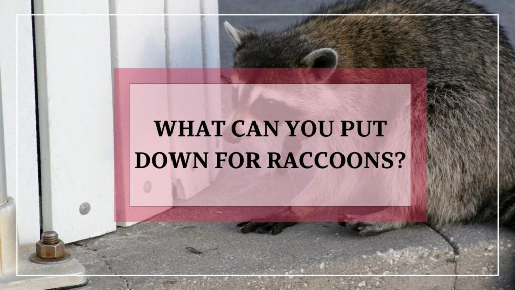 What Can You Put Down For Raccoons? featured image