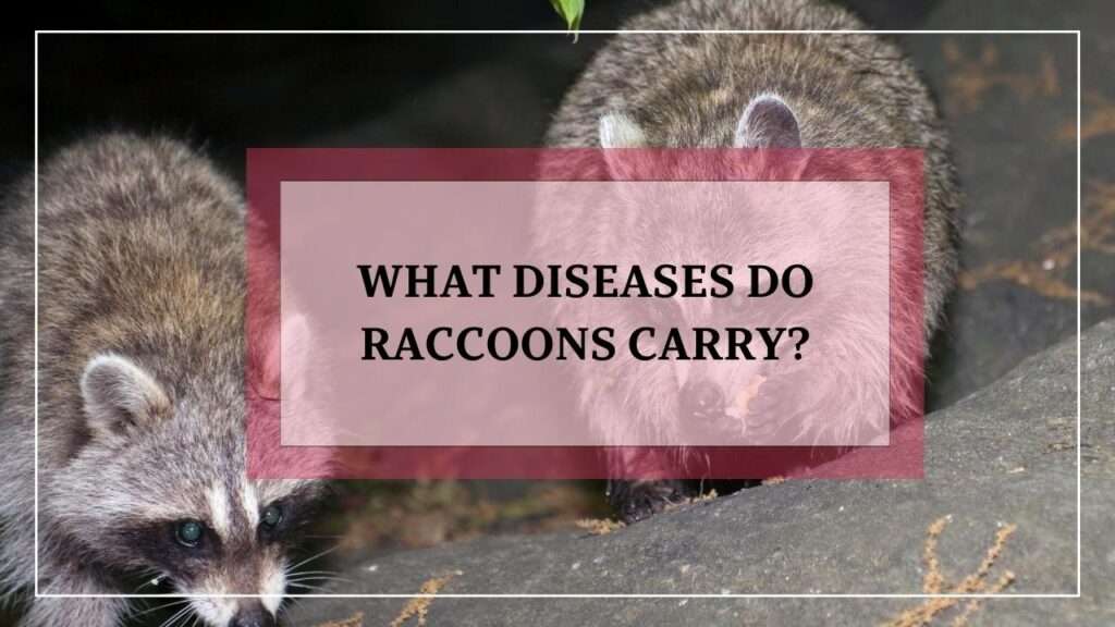 What Diseases Do Raccoons Carry? featured image