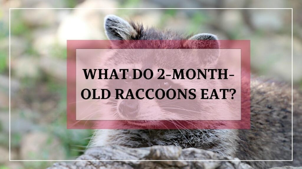 What Do 2-Month-Old Raccoons Eat? featured image