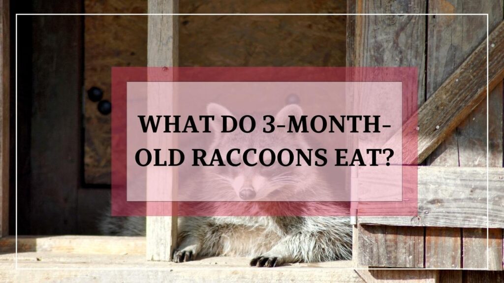 What Do 3-Month-Old Raccoons Eat? featured image