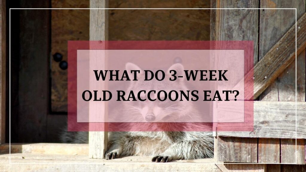 What Do 3-Week Old Raccoons Eat? featured image