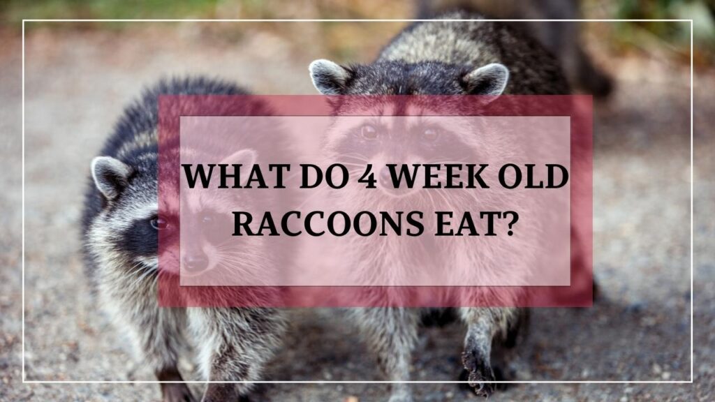 What Do 4 Week Old Raccoons Eat? featured image