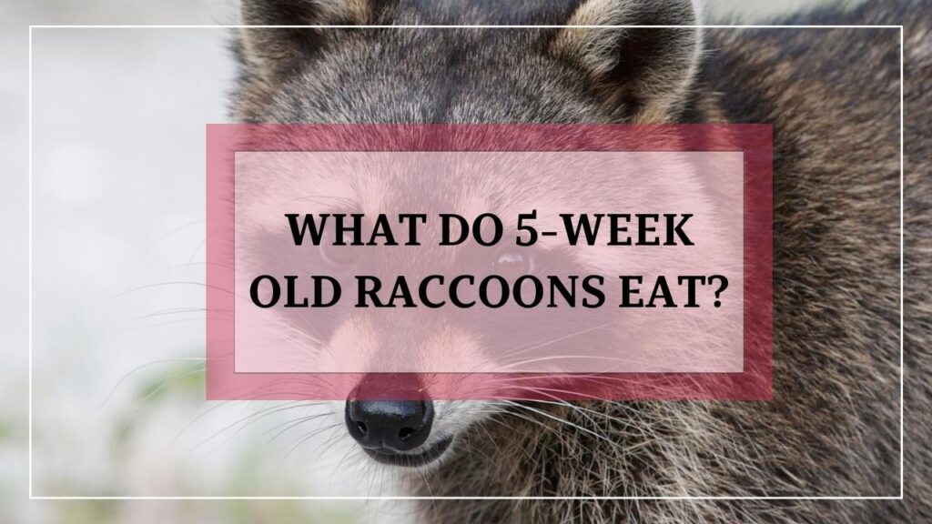 What Do 5-Week Old Raccoons Eat? featured image