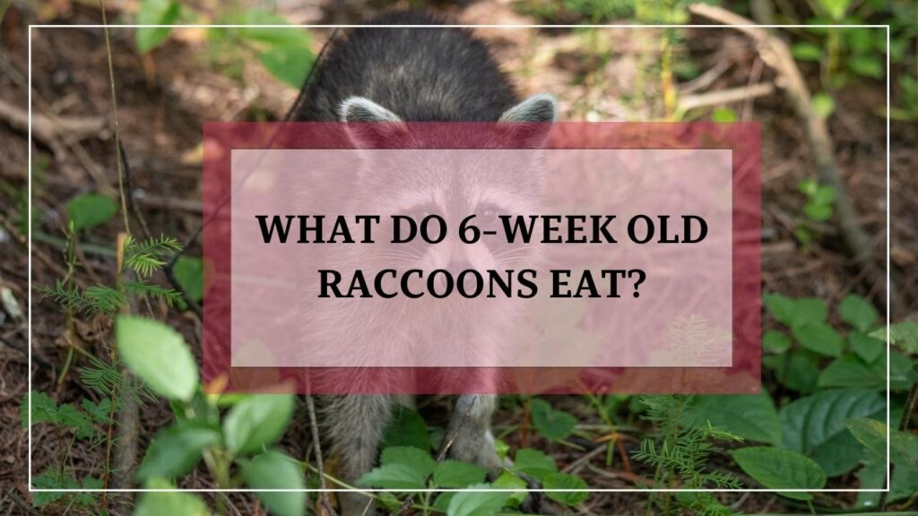 What Do 6 Week Old Raccoons Eat? featured image