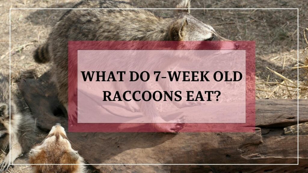 What Do 7-Week Old Raccoons Eat? featured image