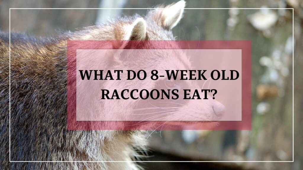 What Do 8-Week Old Raccoons Eat? featured image