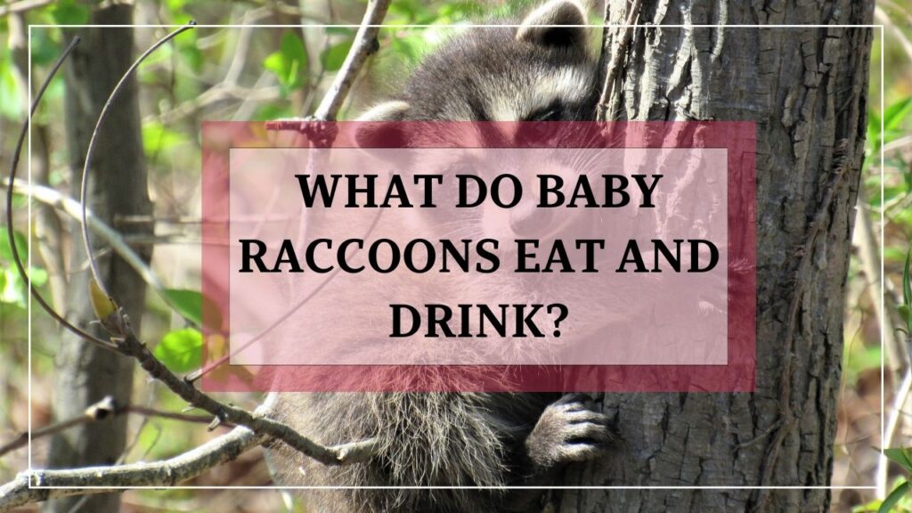 What Do Baby Raccoons Eat And Drink? featured image