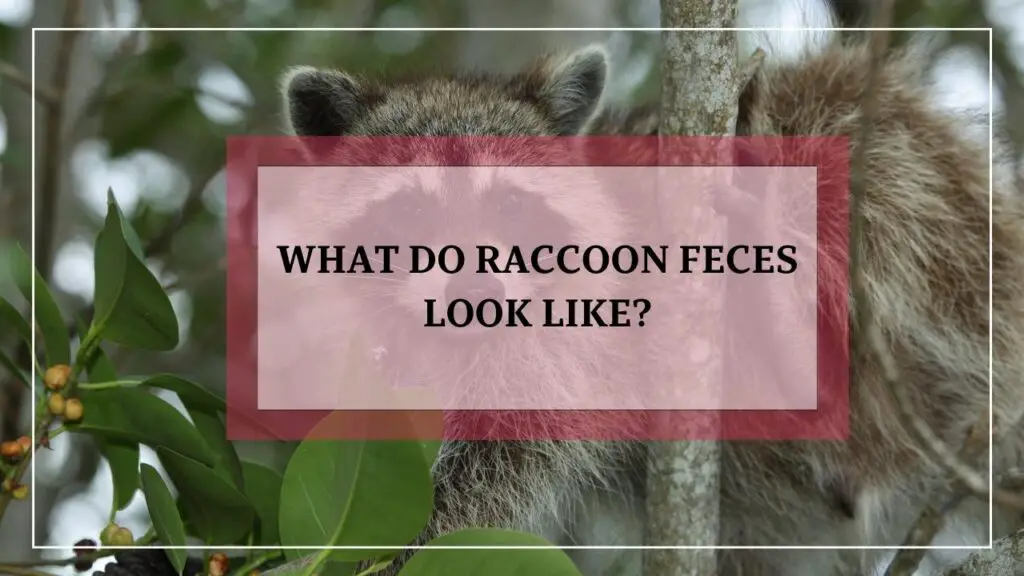 What Do Raccoon Feces Look Like? featured image