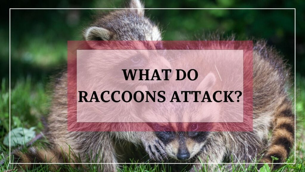 What Do Raccoons Attack featured image