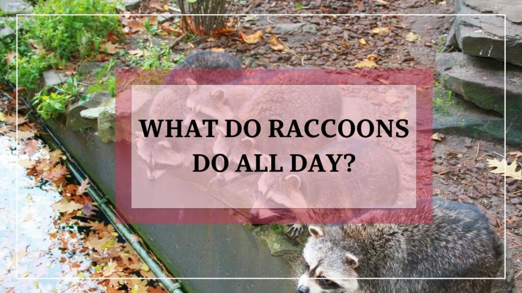 What Do Raccoons Do All Day? featured image