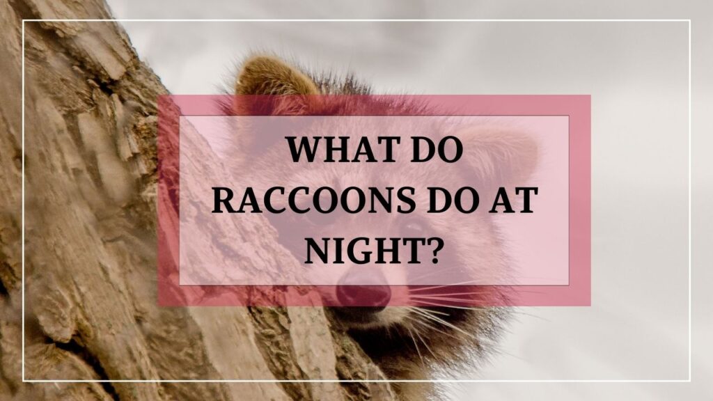 What Do Raccoons Do At Night featured image