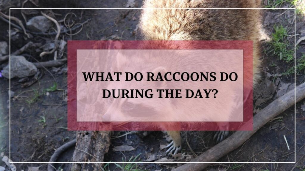 What Do Raccoons Do During The Day? featured image