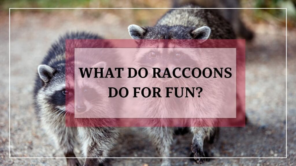 What Do Raccoons Do For Fun? featured image