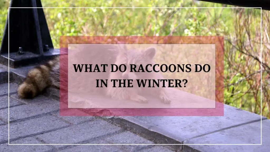 What Do Raccoons Do In The Winter? featured image