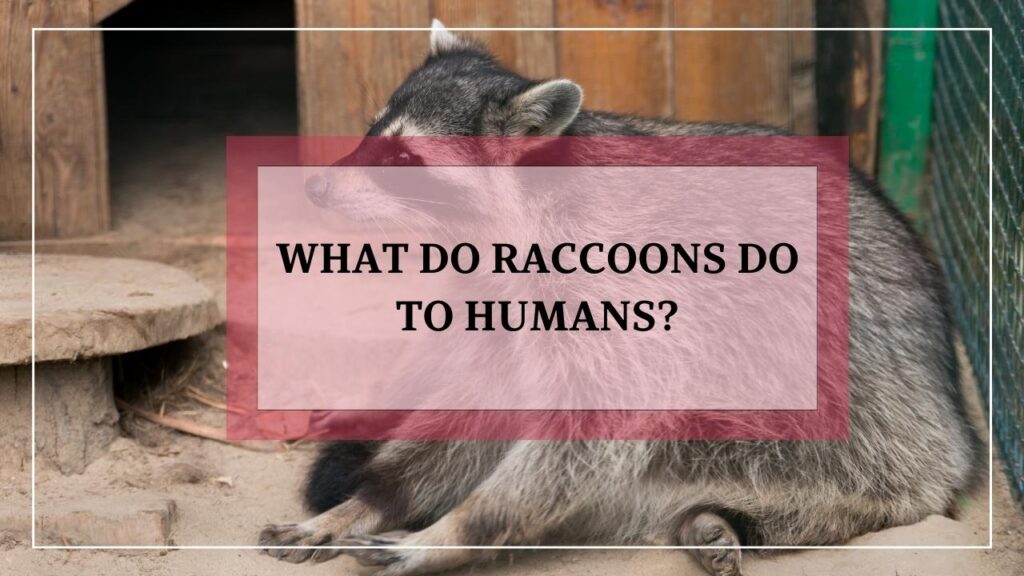 What Do Raccoons Do To Humans featured image