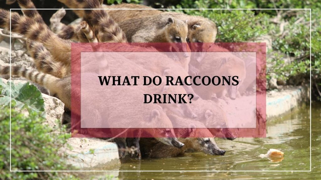 What Do Raccoons Drink featured image