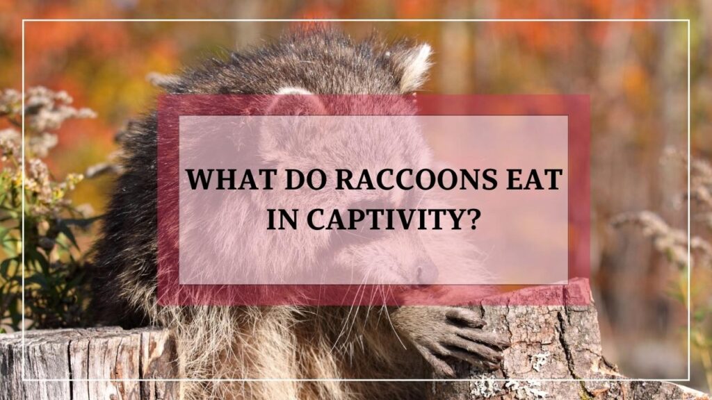 What Do Raccoons Eat In Captivity? featured image