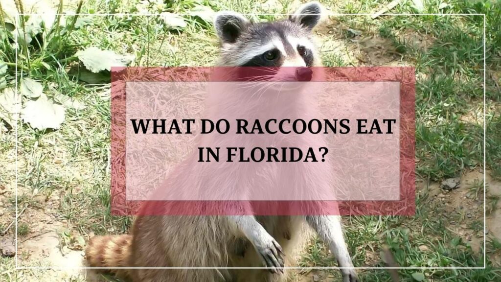 What Do Raccoons Eat In Florida? featured image