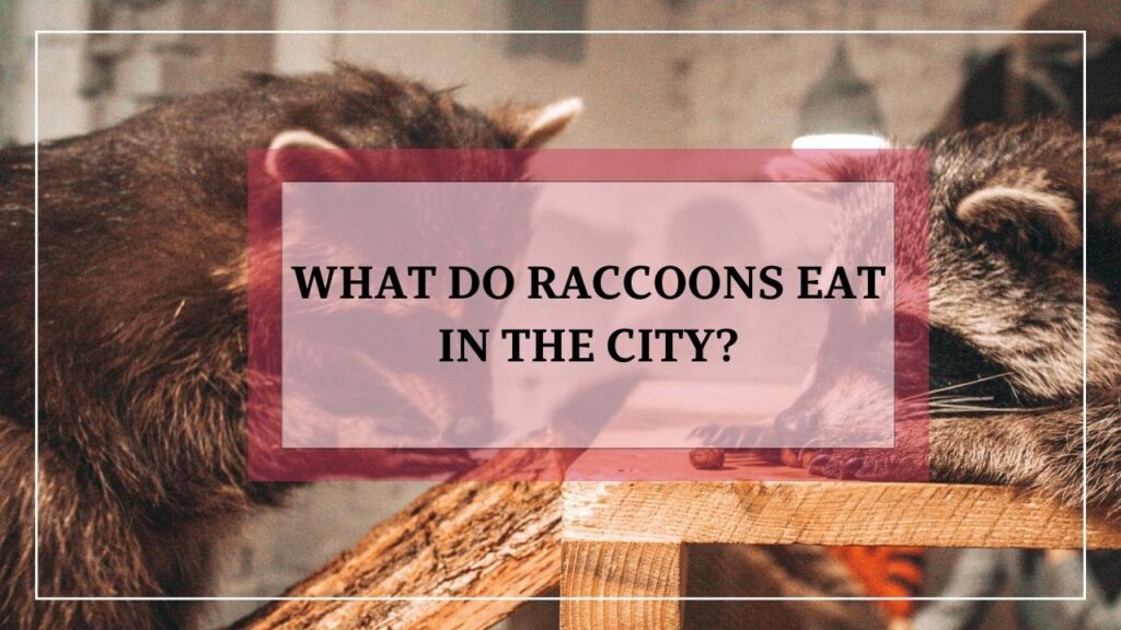 What Do Raccoons Eat In The City featured image