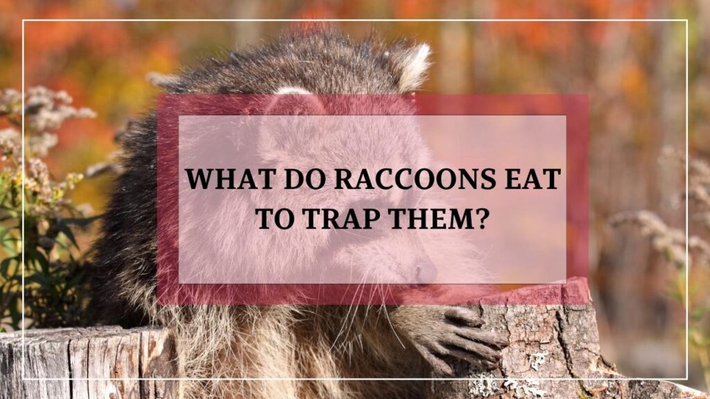 What Do Raccoons Eat To Trap Them? featured image