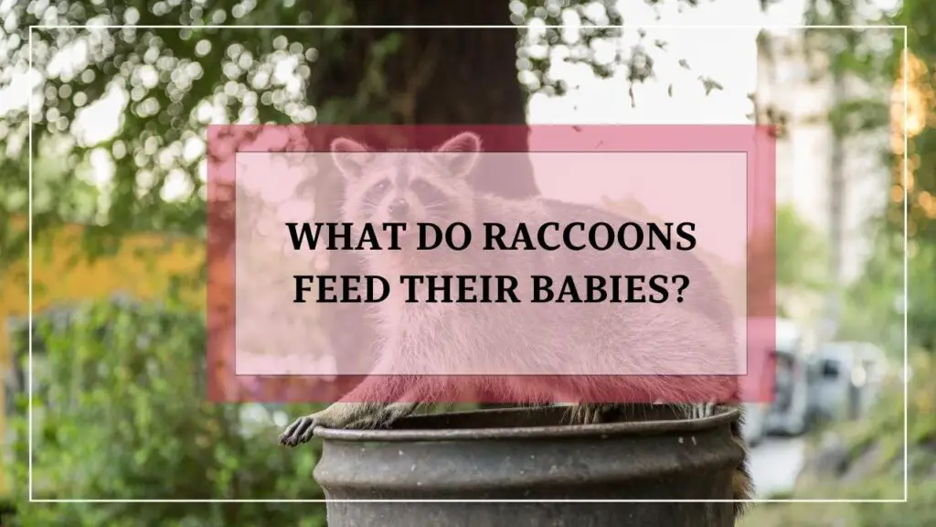 What Do Raccoons Feed Their Babies? featured image