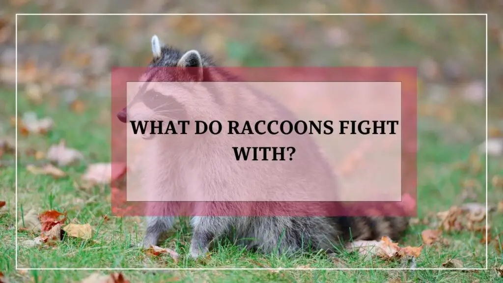 What Do Raccoons Fight With? featured image