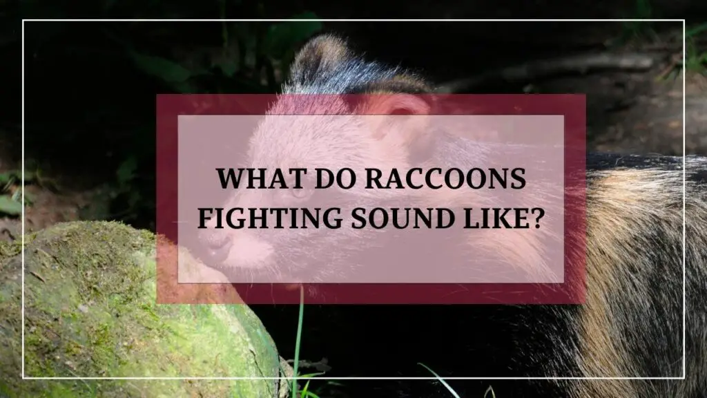 What Do Raccoons Fighting Sound Like? featured image