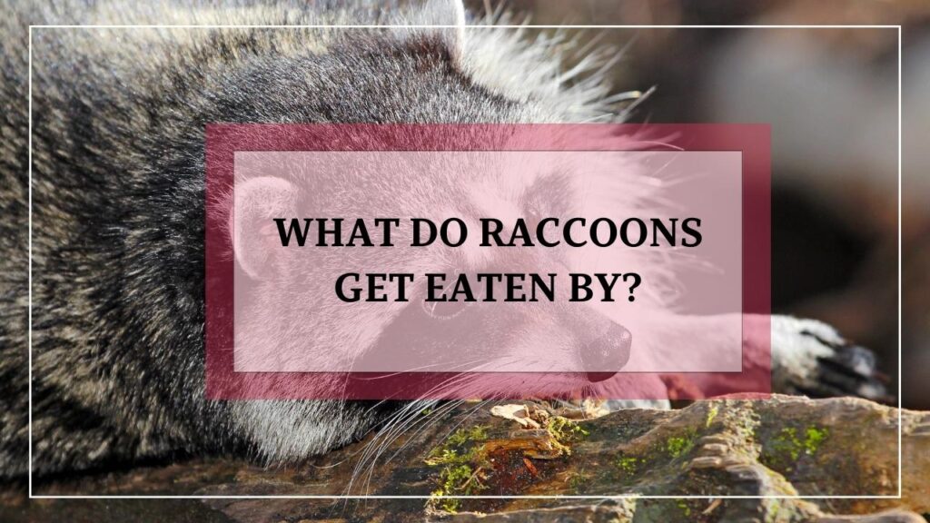 What Do Raccoons Get Eaten By? featured image