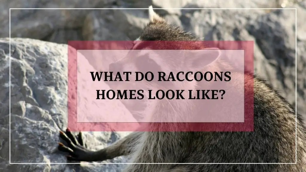 What Do Raccoons Homes Look Like? featured image