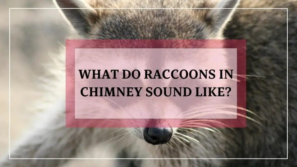 What Do Raccoons In Chimney Sound Like featured image