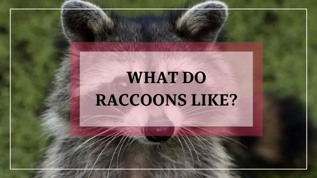 What Do Raccoons Like featured image