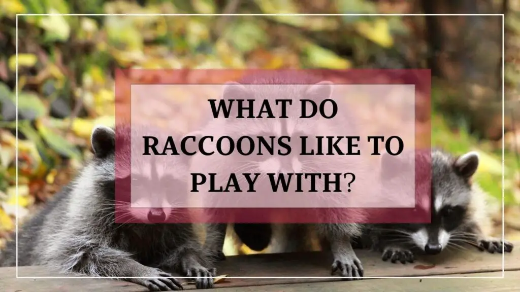 What Do Raccoons Like To Play With? featured image