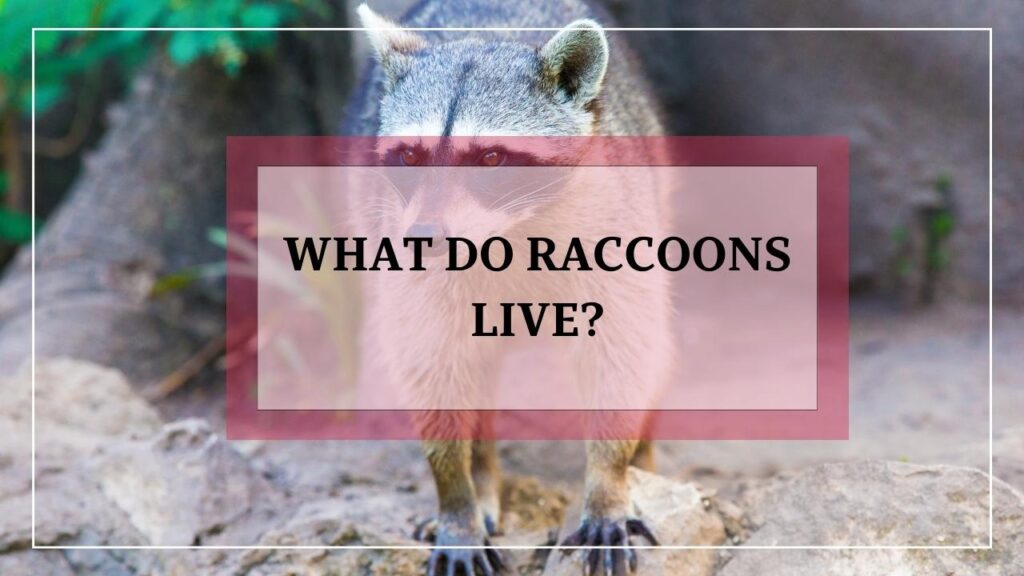 What Do Raccoons Live? featured image