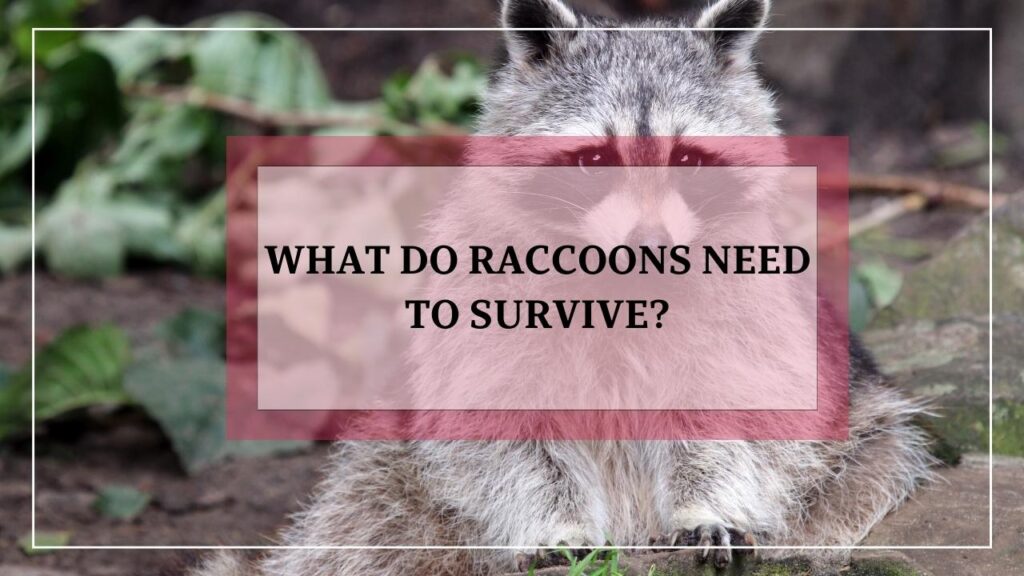 What Do Raccoons Need To Survive featured image