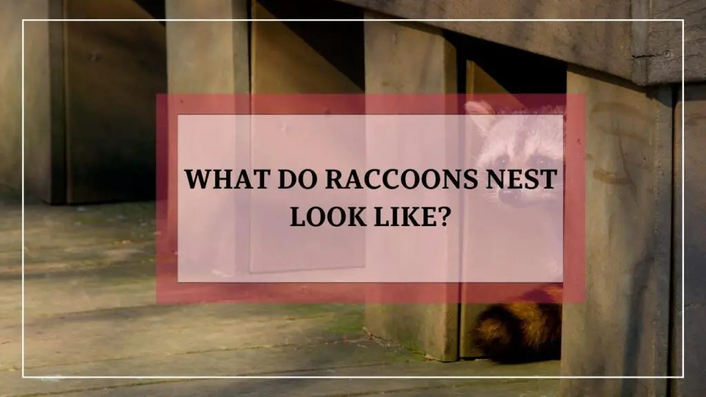 What Do Raccoons Nest Look Like? featured image