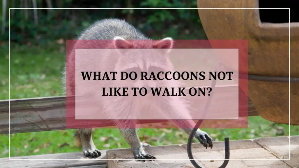 What Do Raccoons Not Like To Walk On? featured image