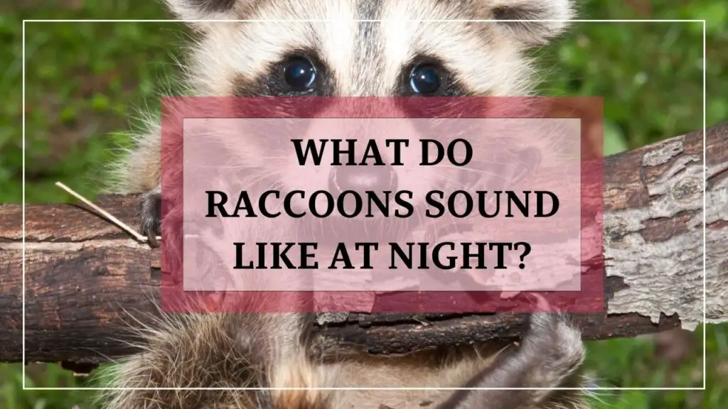 What Do Raccoons Sound Like At Night? featured image