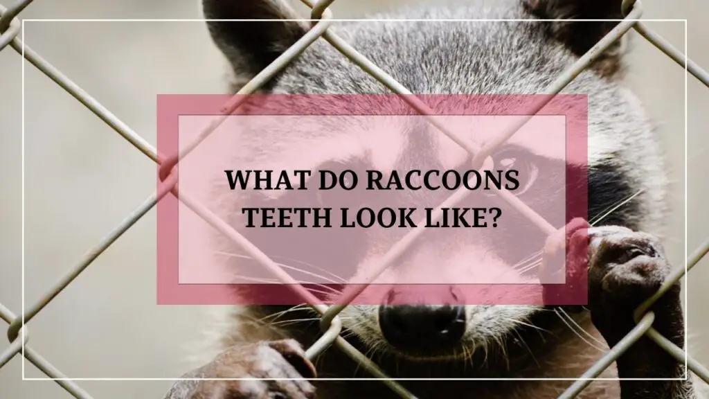 What Do Raccoons Teeth Look Like? featured image