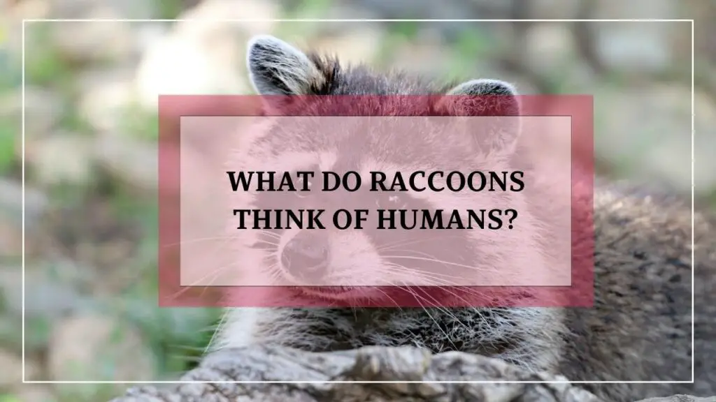 What Do Raccoons Think Of Humans? featured image