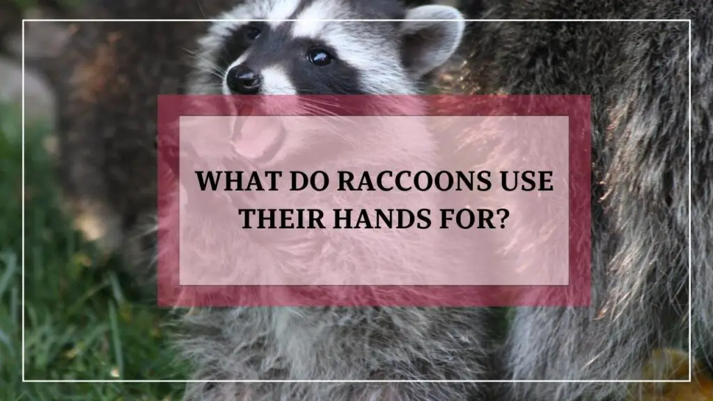 What Do Raccoons Use Their Hands For? featured image