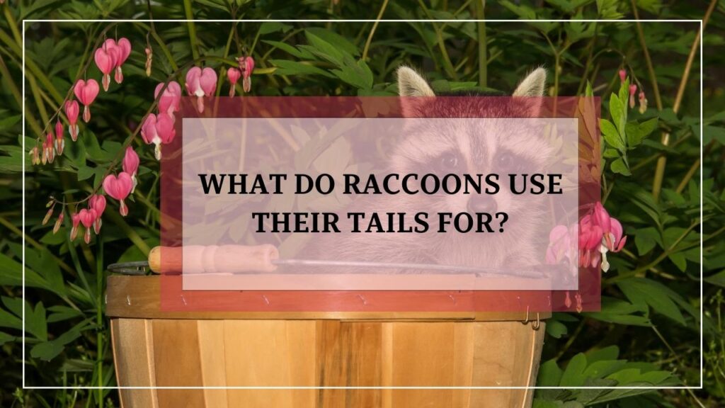 What Do Raccoons Use Their Tails For? featured image