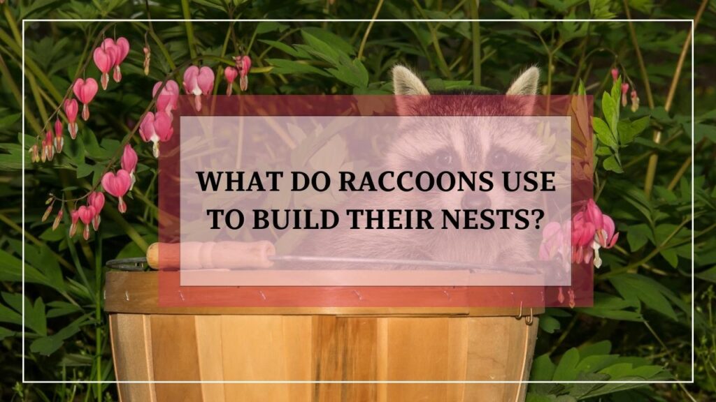 What Do Raccoons Use To Build Their Nests? featured image