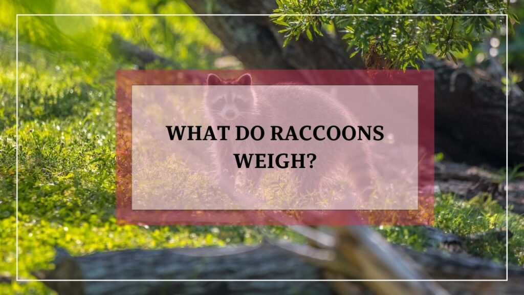 What Do Raccoons Weigh? featured image