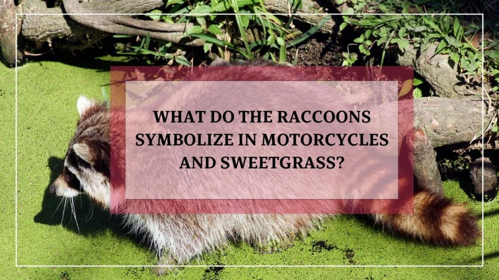 What Do The Raccoons Symbolize In Motorcycles And Sweetgrass featured image