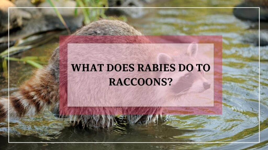 What Does Rabies Do To Raccoons? featured image